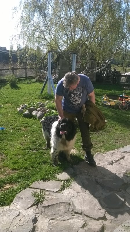 Фото: ньюфаундленд Elisey ot Karel'skiy Medvedey (Елисей от Карельский Медведей)