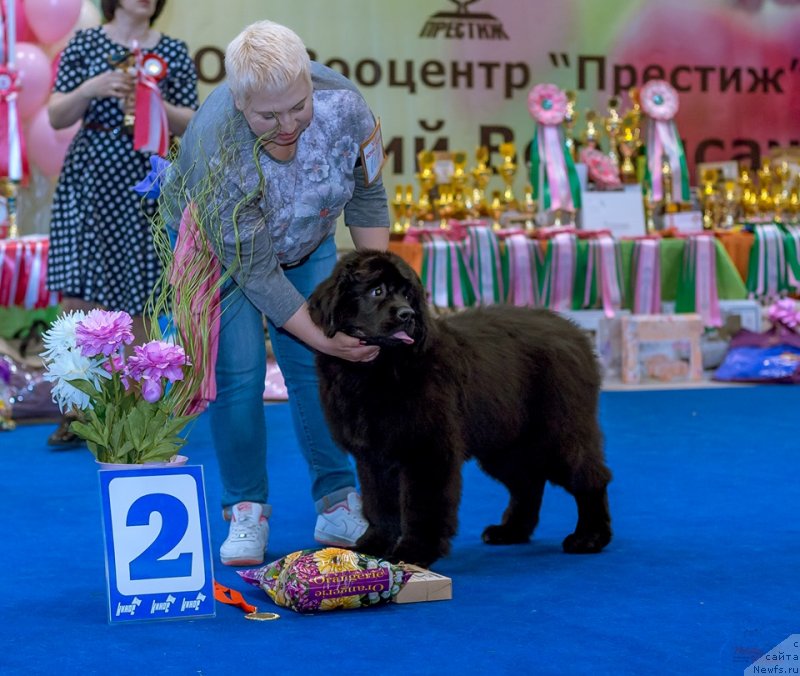 Фото: ньюфаундленд Gabriyella Da Silva (Габриэлла Да Силва)