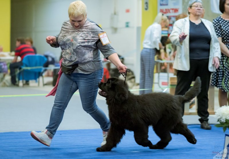 Фото: ньюфаундленд Gabriyella Da Silva (Габриэлла Да Силва)
