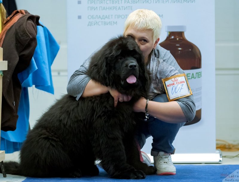 Фото: ньюфаундленд Gabriyella Da Silva (Габриэлла Да Силва)