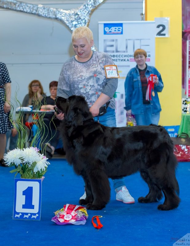 Фото: ньюфаундленд Fiamettahauz Tsikneus (Фиаметтахауз Цикнеус)