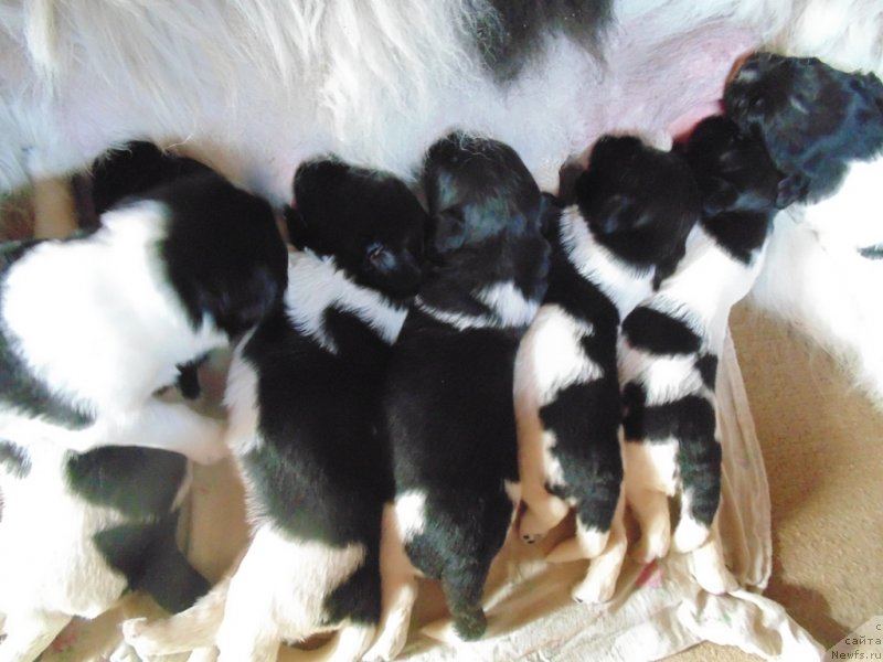 Фото: ньюфаундленд Super Bizon Melodiya (Супер Бизон Мелодия)