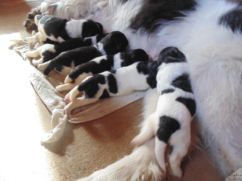 Фото: ньюфаундленд Super Bizon Melodiya (Супер Бизон Мелодия)