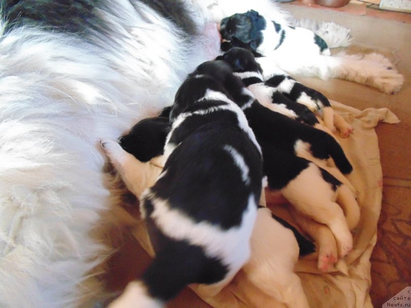 Фото: ньюфаундленд Super Bizon Melodiya (Супер Бизон Мелодия)