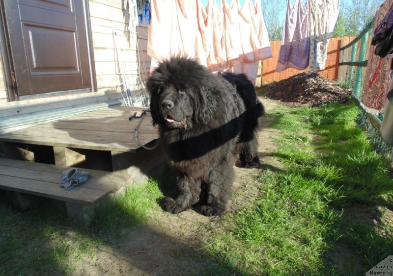 Фото: ньюфаундленд Nao Del' Trato Djonni Dep (Нао Дель Трато Джонни Деп)