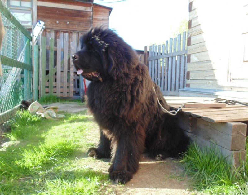 Фото: ньюфаундленд Nao Del' Trato Djonni Dep (Нао Дель Трато Джонни Деп)