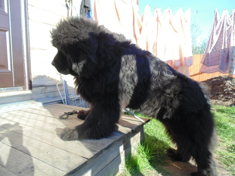 Фото: ньюфаундленд Nao Del' Trato Djonni Dep (Нао Дель Трато Джонни Деп)