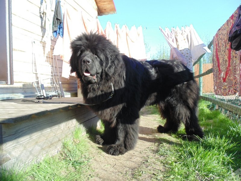 Фото: ньюфаундленд Nao Del' Trato Djonni Dep (Нао Дель Трато Джонни Деп)