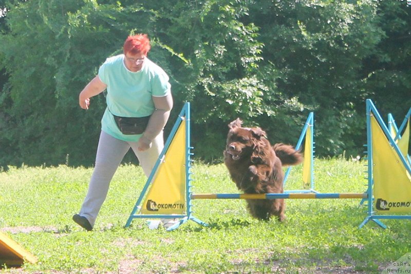 Фото: ньюфаундленд Al'fa Dar Oksa Verka Serdyuchka (Альфа Дар Окса Верка Сердючка), ньюфаундленд Al'fa Dar Oksa Verka Serdyuchka (Альфа Дар Окса Верка Сердючка)