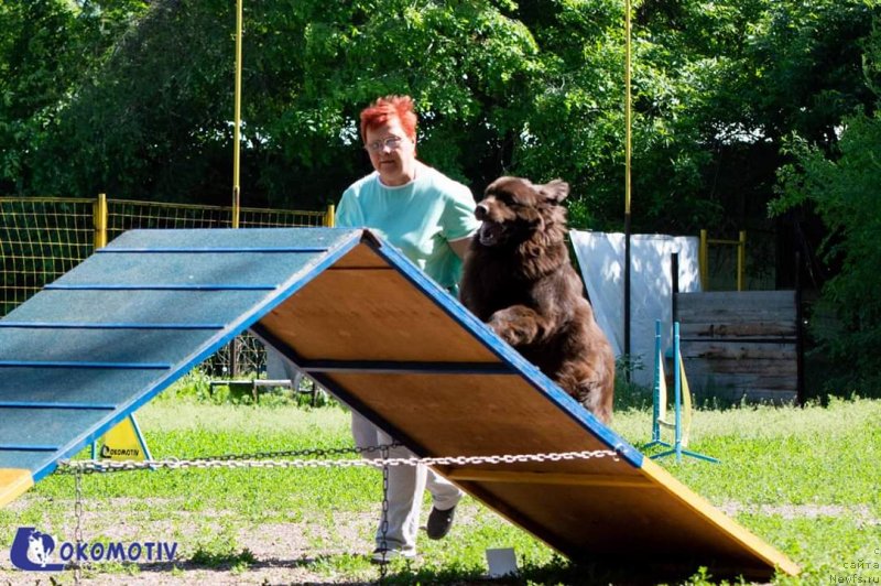 Фото: ньюфаундленд Al'fa Dar Oksa Verka Serdyuchka (Альфа Дар Окса Верка Сердючка)