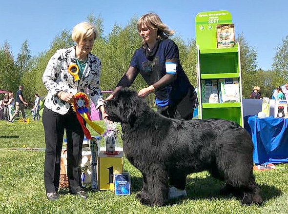 Фото: ньюфаундленд Smigar Agday Virtus (Смигар Агдай Виртус)