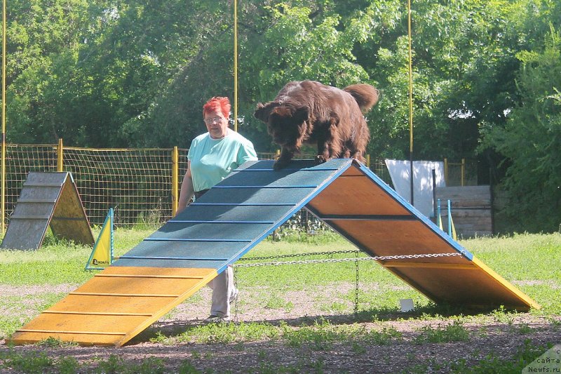 Фото: ньюфаундленд Al'fa Dar Oksa Verka Serdyuchka (Альфа Дар Окса Верка Сердючка), ньюфаундленд Al'fa Dar Oksa Verka Serdyuchka (Альфа Дар Окса Верка Сердючка)