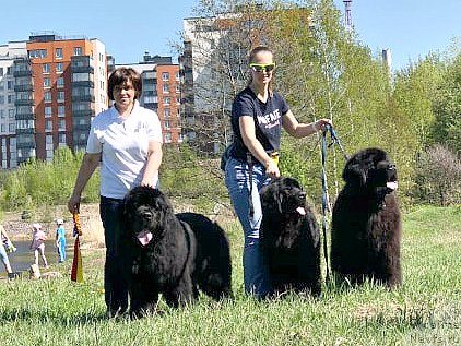 Фото: ньюфаундленд Smigar Agday Virtus (Смигар Агдай Виртус), Ольга Грошева, ньюфаундленд Smigar Glen Ellen (Смигар Глен Эллен), Kseniya Dudina (Ксения Дудина), ньюфаундленд Smigar Gordon Fellow (Смигар Гордон-Феллоу)