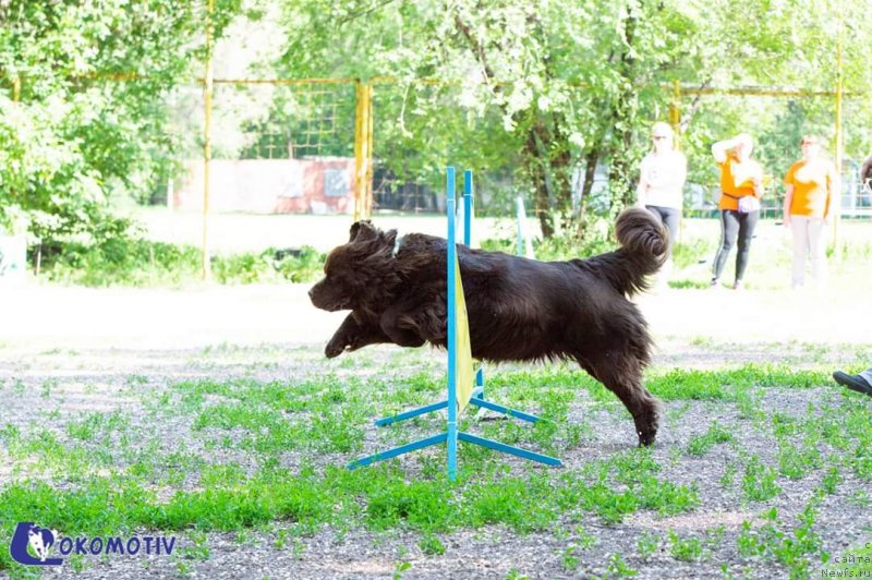 Фото: ньюфаундленд Al'fa Dar Oksa Verka Serdyuchka (Альфа Дар Окса Верка Сердючка)