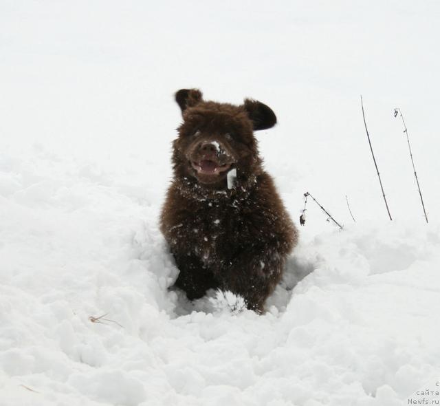 Фото: ньюфаундленд Lesnaya Skazka Koldovskoy Roman (Лесная Сказка Колдовской Роман)