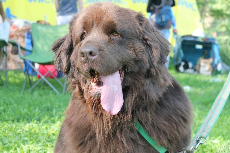 Фото: ньюфаундленд Al'fa Dar Oksa Verka Serdyuchka (Альфа Дар Окса Верка Сердючка)
