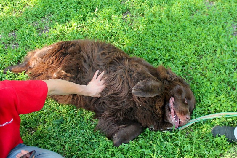 Фото: ньюфаундленд Al'fa Dar Oksa Verka Serdyuchka (Альфа Дар Окса Верка Сердючка)