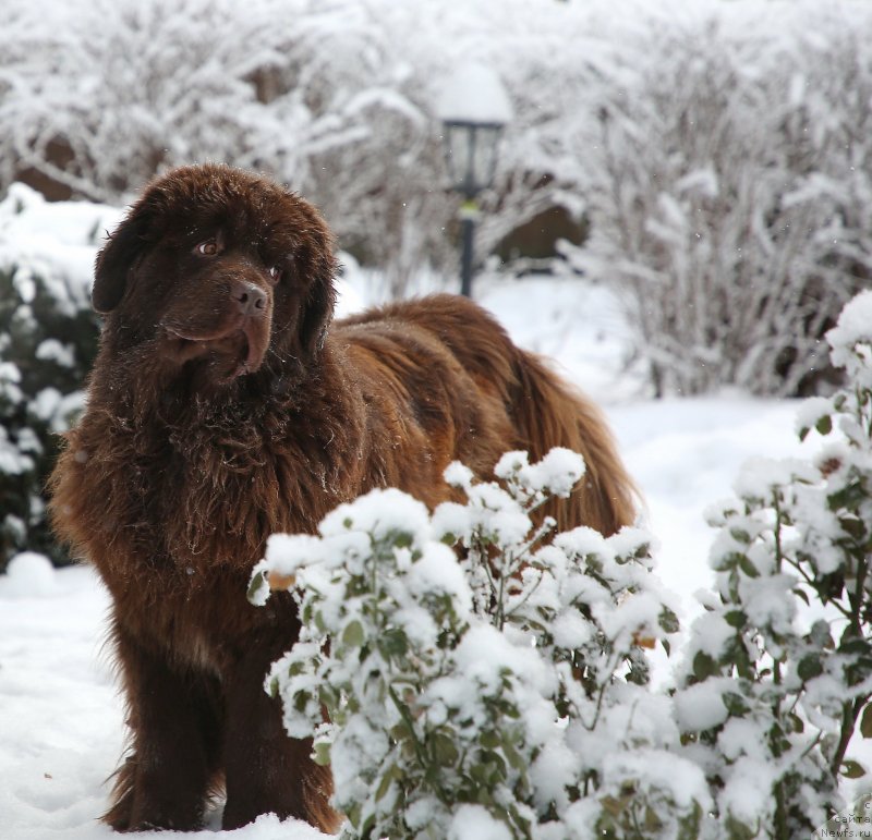 Фото: ньюфаундленд Darkflight Kavikolli for Dom Prozorovskikh (Даркфлайт Кавикьолли фо Дом Прозоровских)