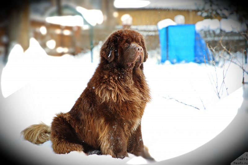 Фото: ньюфаундленд Darkflight Kavikolli for Dom Prozorovskikh (Даркфлайт Кавикьолли фо Дом Прозоровских)