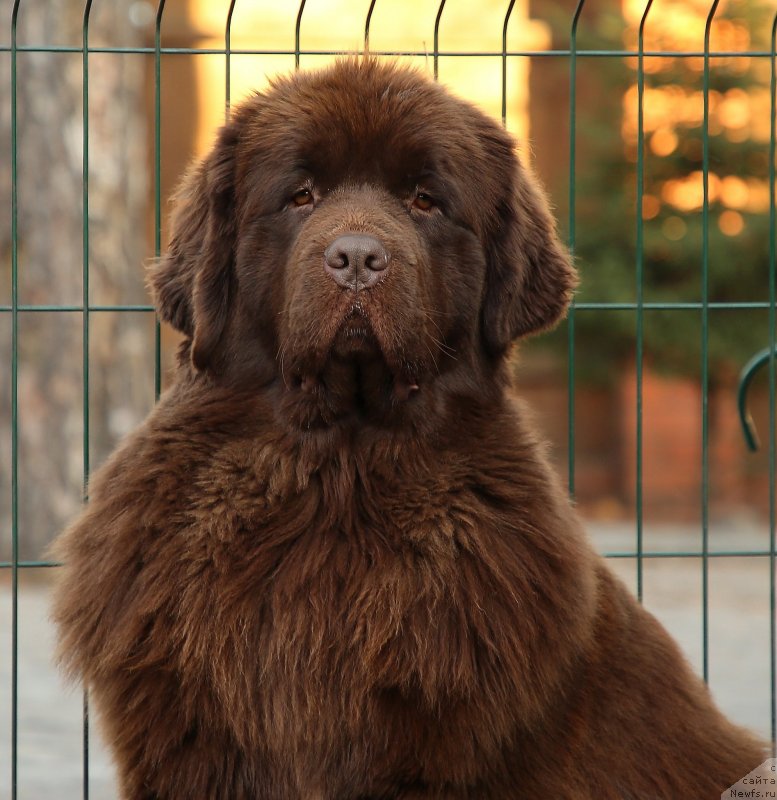Фото: ньюфаундленд Darkflight Kavikolli for Dom Prozorovskikh (Даркфлайт Кавикьолли фо Дом Прозоровских)
