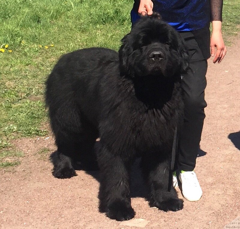 Фото: ньюфаундленд Belkonder-Club Mont Blanc (Белкондер-Клаб Монблан)