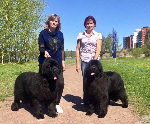 Фото: ньюфаундленд Belkonder-Club Mona Lisa (Белкондер-Клаб Мона Лиза), ньюфаундленд Belkonder-Club Mont Blanc (Белкондер-Клаб Монблан)