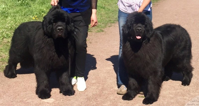 Фото: ньюфаундленд Belkonder-Club Mont Blanc (Белкондер-Клаб Монблан), ньюфаундленд Belkonder-Club Mona Lisa (Белкондер-Клаб Мона Лиза)