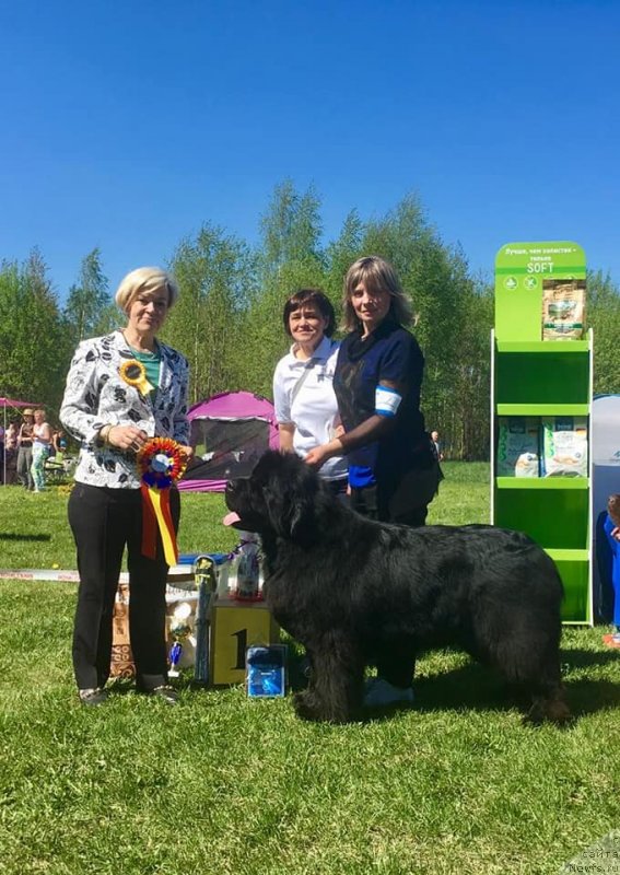 Фото: ньюфаундленд Smigar Agday Virtus (Смигар Агдай Виртус)