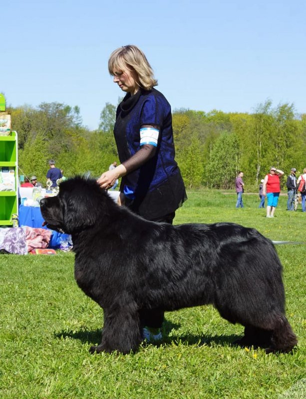 Фото: ньюфаундленд Smigar Agday Virtus (Смигар Агдай Виртус)