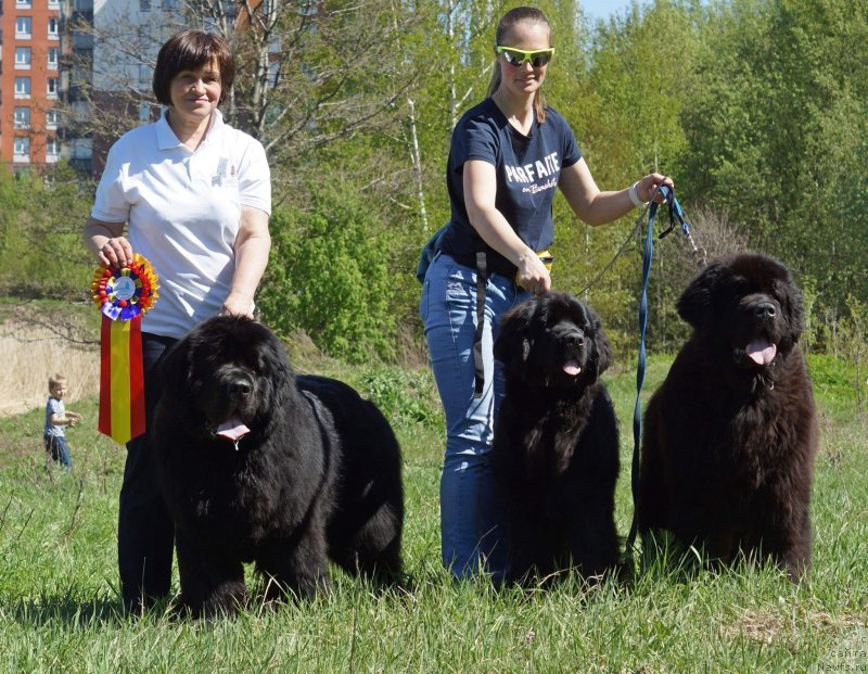 Фото: ньюфаундленд Smigar Agday Virtus (Смигар Агдай Виртус), ньюфаундленд Smigar Glen Ellen (Смигар Глен Эллен), ньюфаундленд Smigar Gordon Fellow (Смигар Гордон-Феллоу)