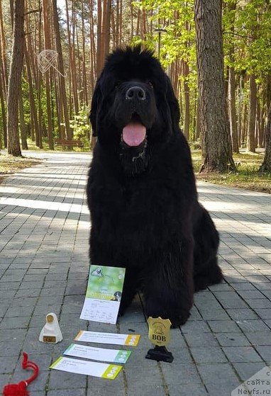 Фото: ньюфаундленд Brownblood MSK Amadey-Defender (Браунблад МСК Амадей-Дефендер)
