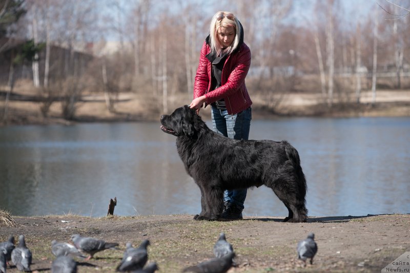Фото: ньюфаундленд Sent Djons Cheerful Kolors of Life (Сент Джонс Чеерфул Колорс оф Лайф)