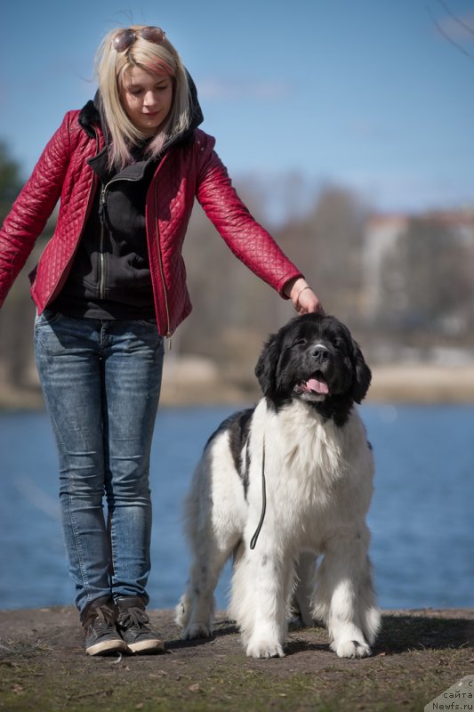 Фото: ньюфаундленд Blestyaschaya Onega ot Karel'skih Medvedey (Блестящая Онега от Карельских Медведей)