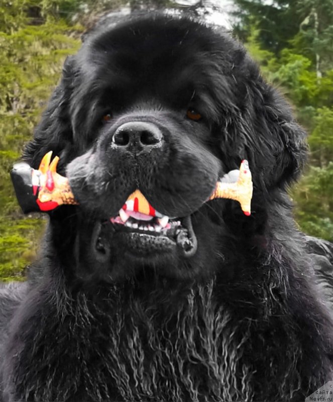 Фото: ньюфаундленд Chernaya Mafia Аngel Among Us (Черная Мафия Ангел Амонг Ус)