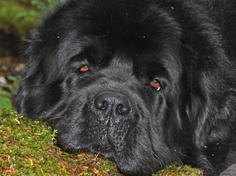 Фото: ньюфаундленд Chernaya Mafia Аngel Among Us (Черная Мафия Ангел Амонг Ус)