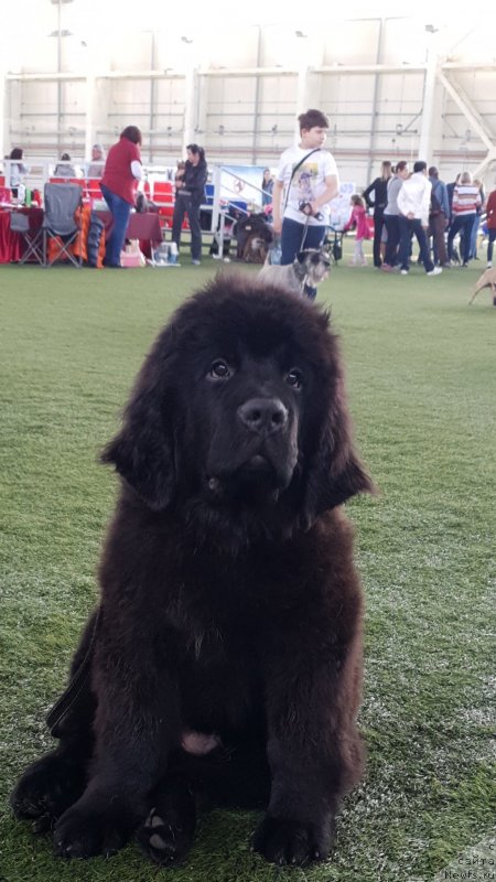 Фото: ньюфаундленд Vyatskiy Medved' SHedevr (Вятский Медведь Шедевр)