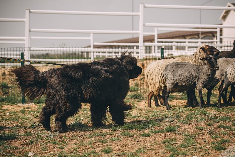 Фотография № 242802