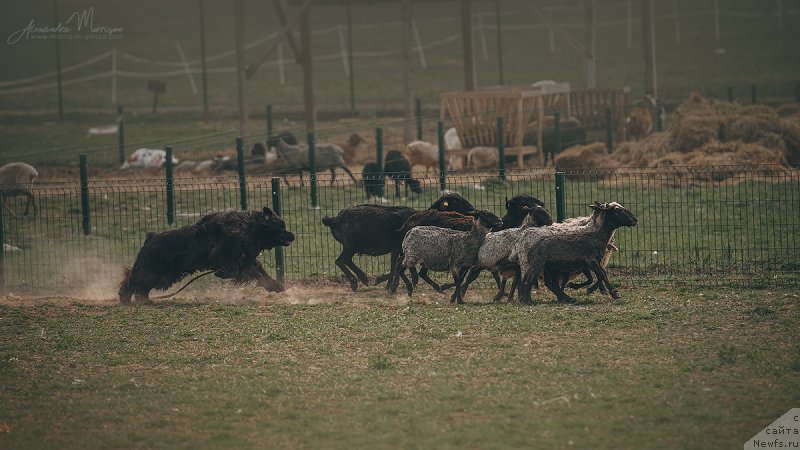 Фото: ньюфаундленд Njufort Amanda Blum (Ньюфорт Аманда Блум)