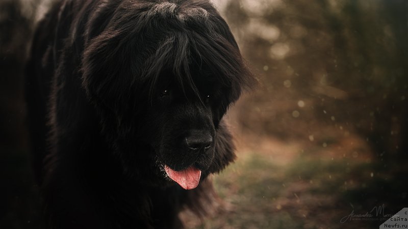 Фотография № 242807