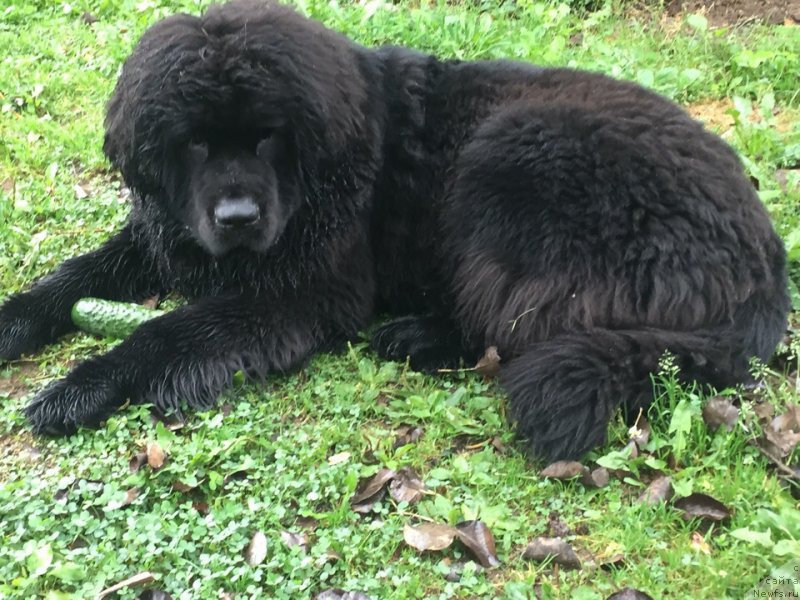 Фото: ньюфаундленд Belkonder-Club Mona Lisa (Белкондер-Клаб Мона Лиза)