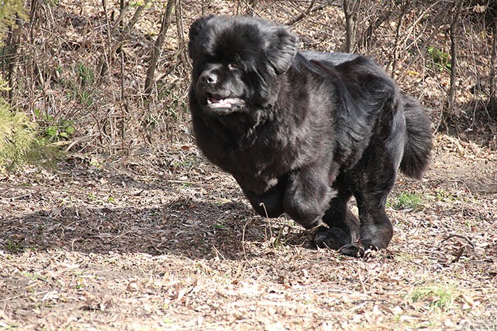 Фотография № 242833