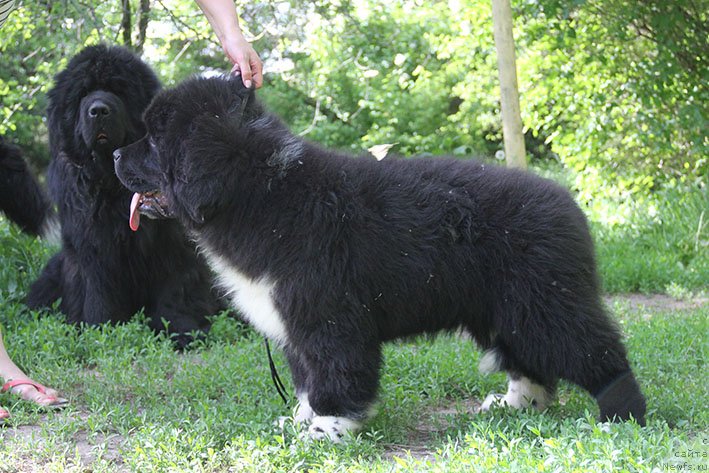 Фотография № 242834