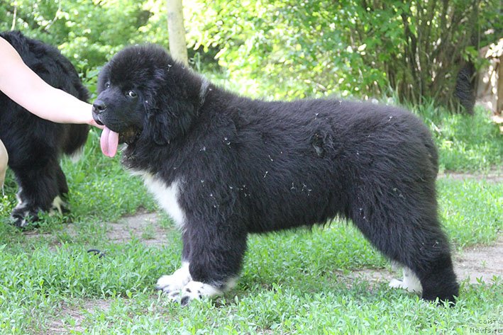 Фото: ньюфаундленд Ferlakur s Berega Dona (Ферлакур с Берега Дона)