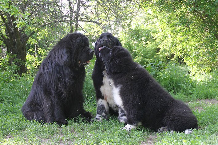 Фотография № 242836