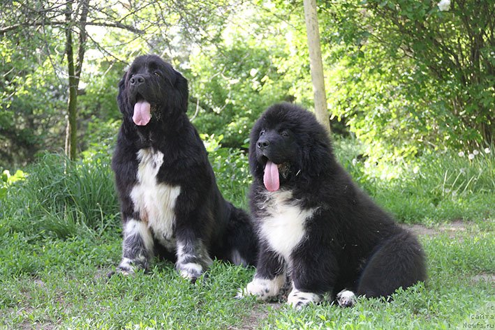 Фотография № 242837