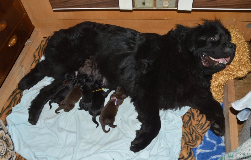 Фото: щенки, ньюфаундленд Sent Djons Yustiniya Yuliya (Сент Джонс Юстиния Юлия)