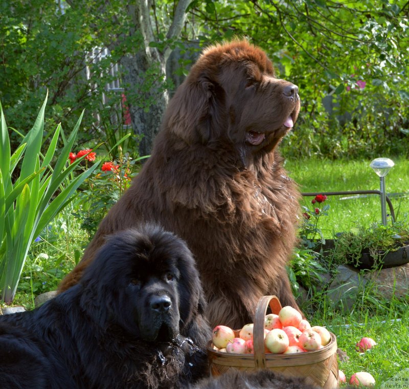 Фото: ньюфаундленд I Follow The Sun de L'Etoile de Cyrice, ньюфаундленд Sent Djons Yustiniya Yuliya (Сент Джонс Юстиния Юлия)