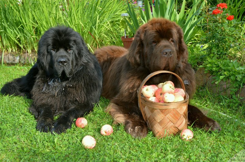 Фото: ньюфаундленд I Follow The Sun de L'Etoile de Cyrice, ньюфаундленд Sent Djons Yustiniya Yuliya (Сент Джонс Юстиния Юлия)