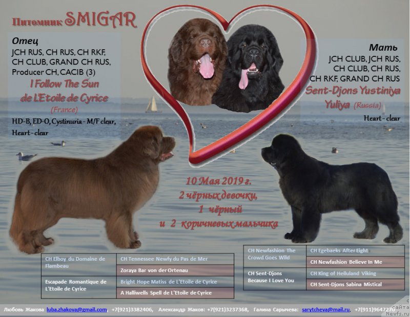 Фото: ньюфаундленд I Follow The Sun de L'Etoile de Cyrice, ньюфаундленд Sent Djons Yustiniya Yuliya (Сент Джонс Юстиния Юлия)