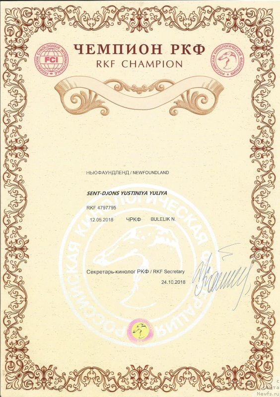 Фото: ньюфаундленд Sent Djons Yustiniya Yuliya (Сент Джонс Юстиния Юлия)